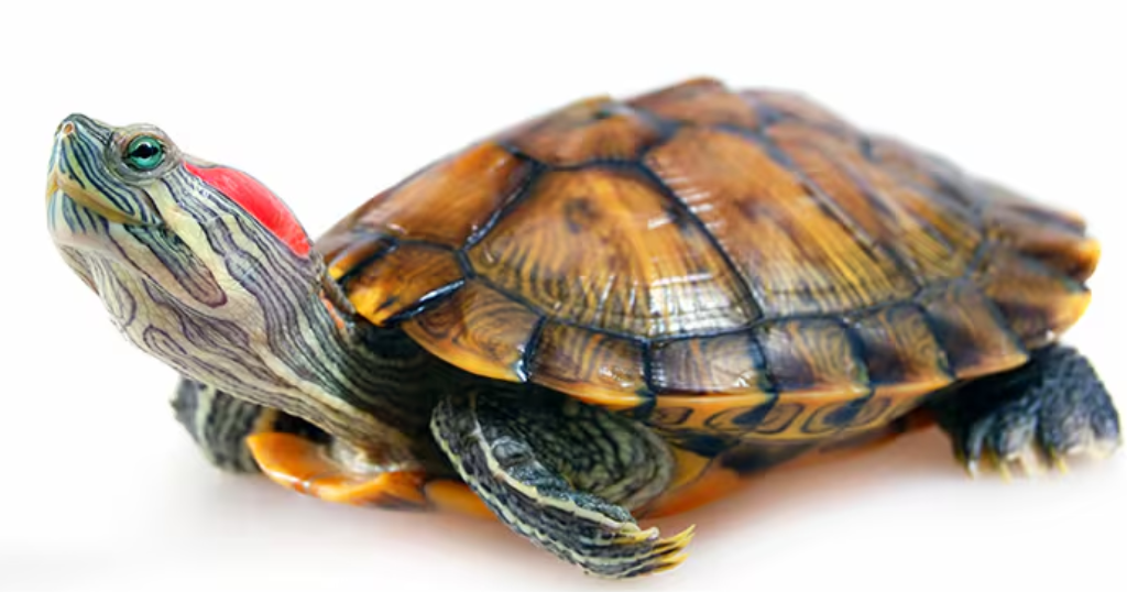 CDC investigating salmonella outbreak related to turtles in 21 states, including Pennsylvania CDC investigating salmonella outbreak related to turtles in 21 states, including Pennsylvania