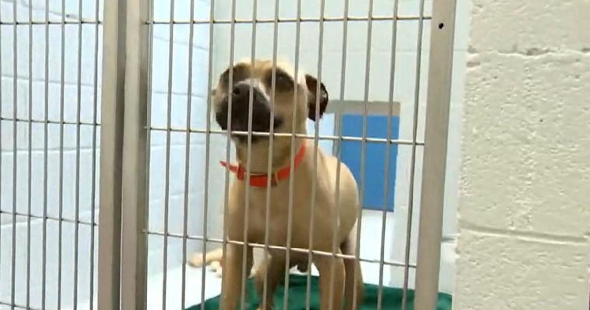 Overcrowded Baltimore animal shelter calls for pet adoption: “Adopt, don’t buy”