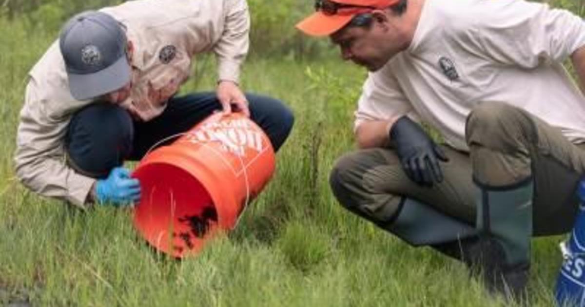 Endangered toads are increasingly finding their way into Colorado mountain wetlands: “A really big deal”