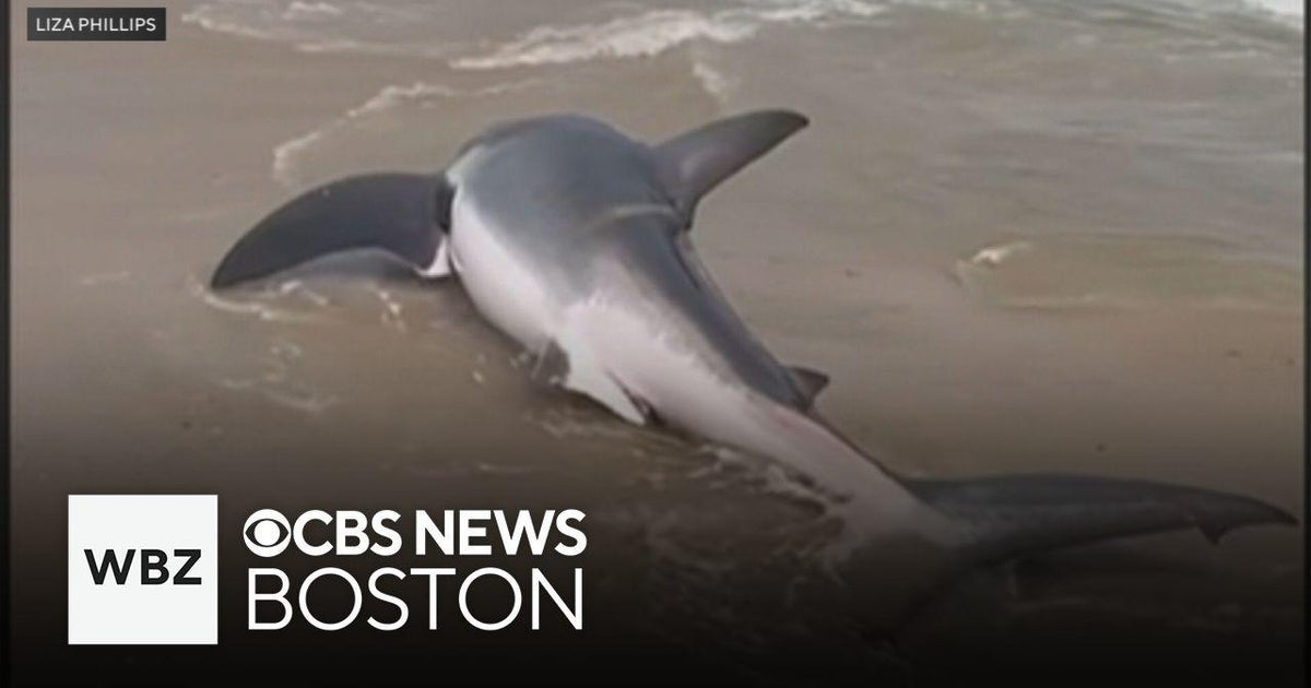 Video shows beachgoers rescuing stranded great white shark on Nantucket