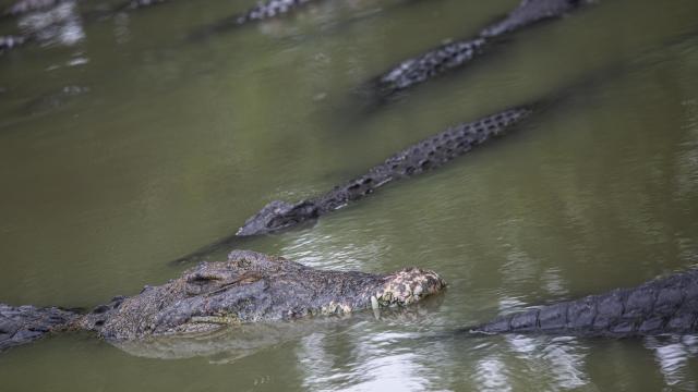 Crocodile Park In Indonesia 