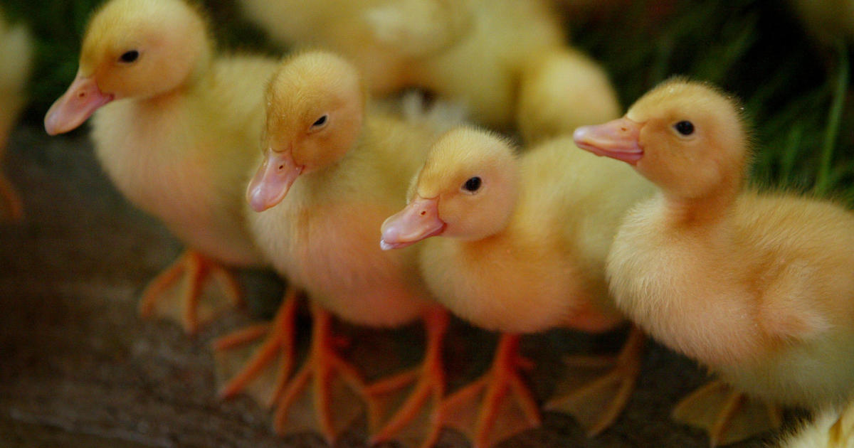 The inside story of the Minnesota State Fair’s Miracle of Birth Center