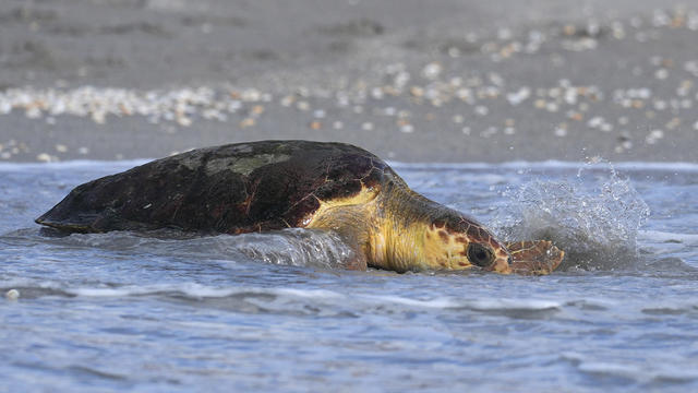 Sea Turtle Release 