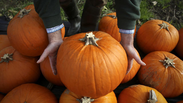 A Pumpkin Farm 