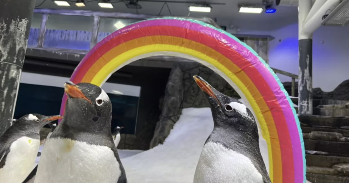 Gay penguin Sphen dies in Australian aquarium, leaving behind his partner Magic – and an iconic legacy