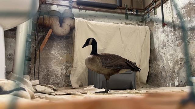 A Canada goose standing in a makeshift basement enclosure. 