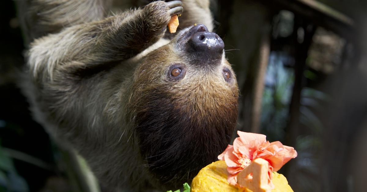 2 sloths in the National Aviary celebrate birthday with a big party