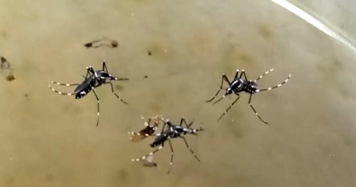 Residents in Massachusetts towns urged to stay inside over mosquito-borne virus Residents in Massachusetts towns urged to stay inside over mosquito-borne virus