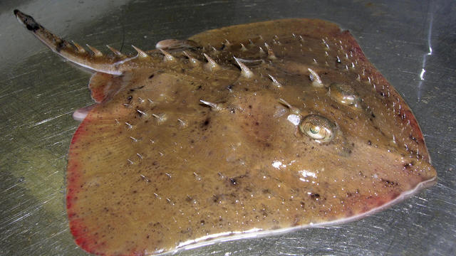 A Caribbean spiny skate swims in the gia 