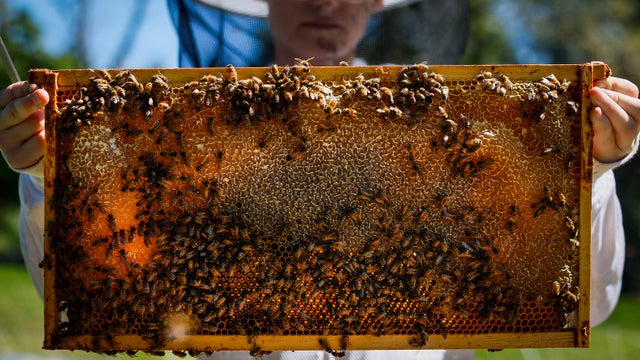 Best Bees Company