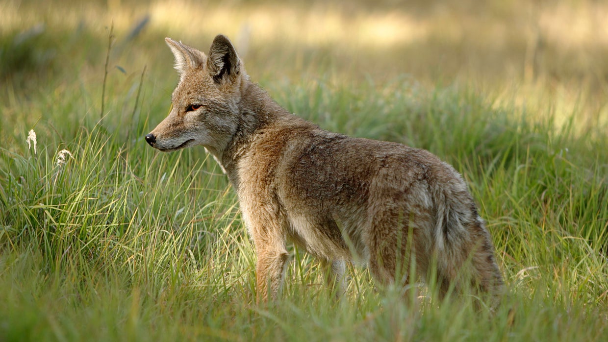 Coyote that attacked multiple people, dogs in Buford neighborhoods ...