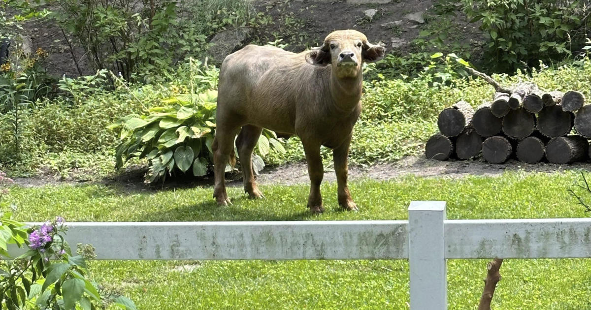 Escaped water buffalo caught in Iowa