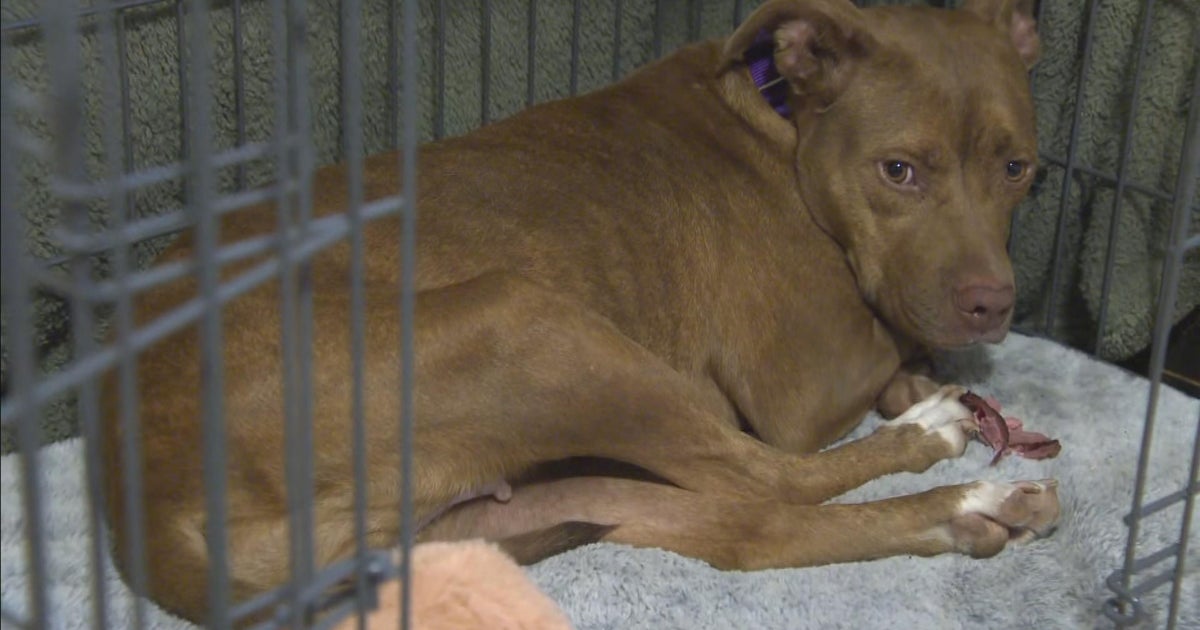 Dog finally safe after 555 days of wandering in Massachusetts thumbnail