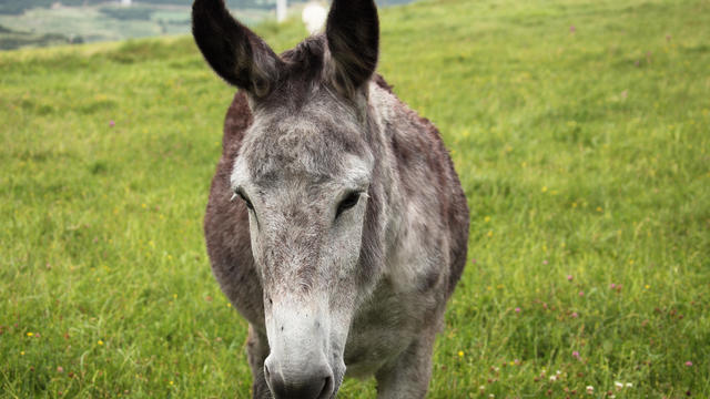 Donkey, looking to camera 