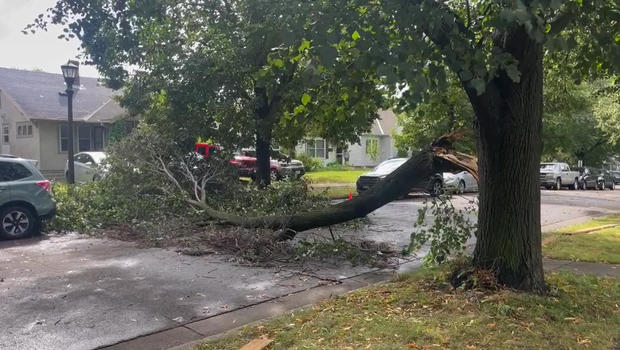 tree.jpg  Minnesota State Fair storm damage: Aug. 27, 2024 