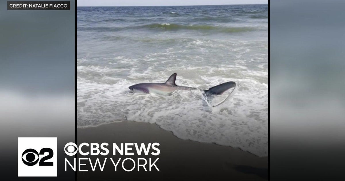 First Suspected Shark Bite at Jones Beach Since 2023