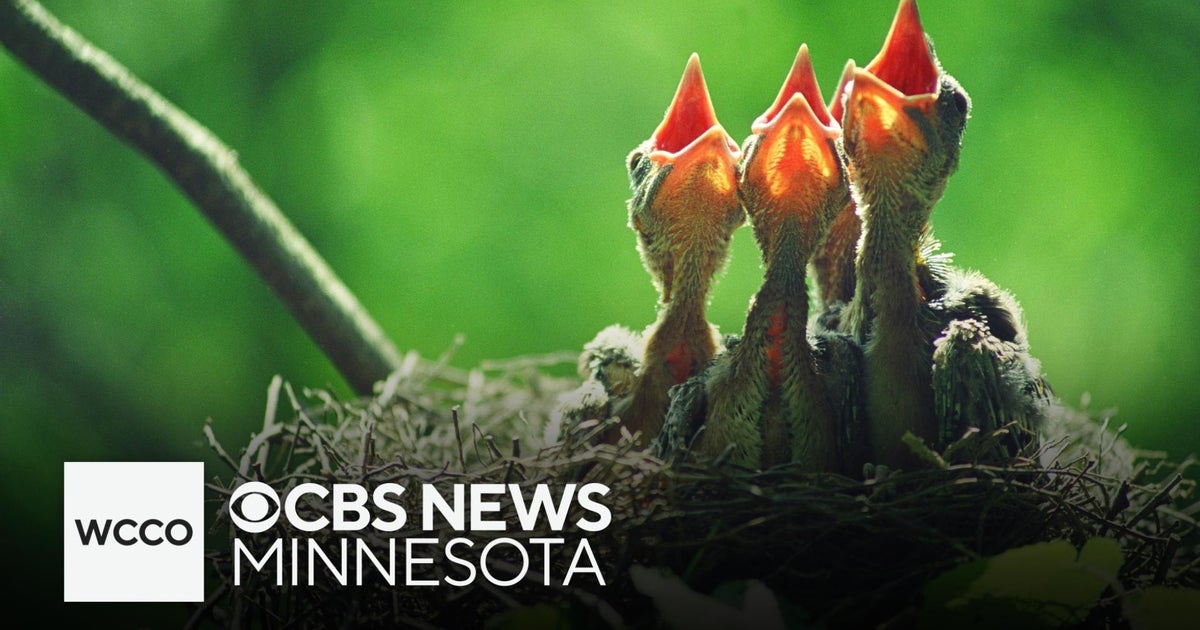 Watch out for displaced baby animals while cleaning up storm damage ...