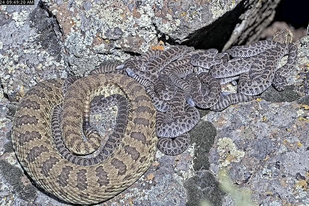 Rattlesnake Cam 