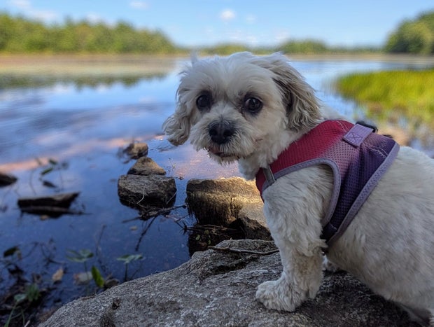 Google Pixel 9 Pro Review