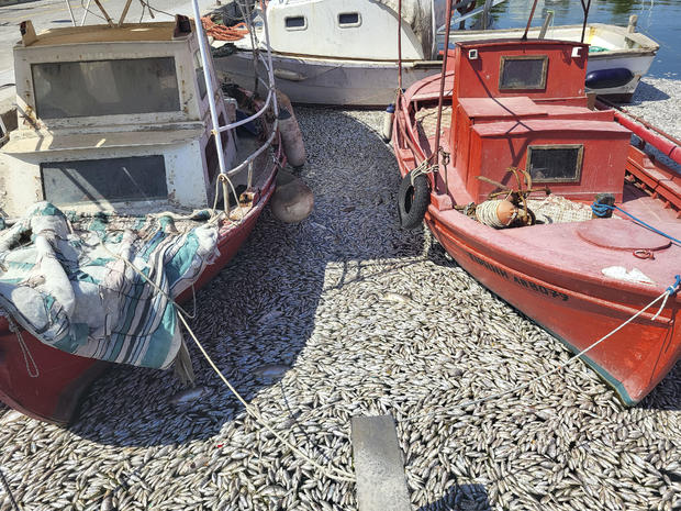 Dead Fish Wash Up At The Shores Of Volos City 