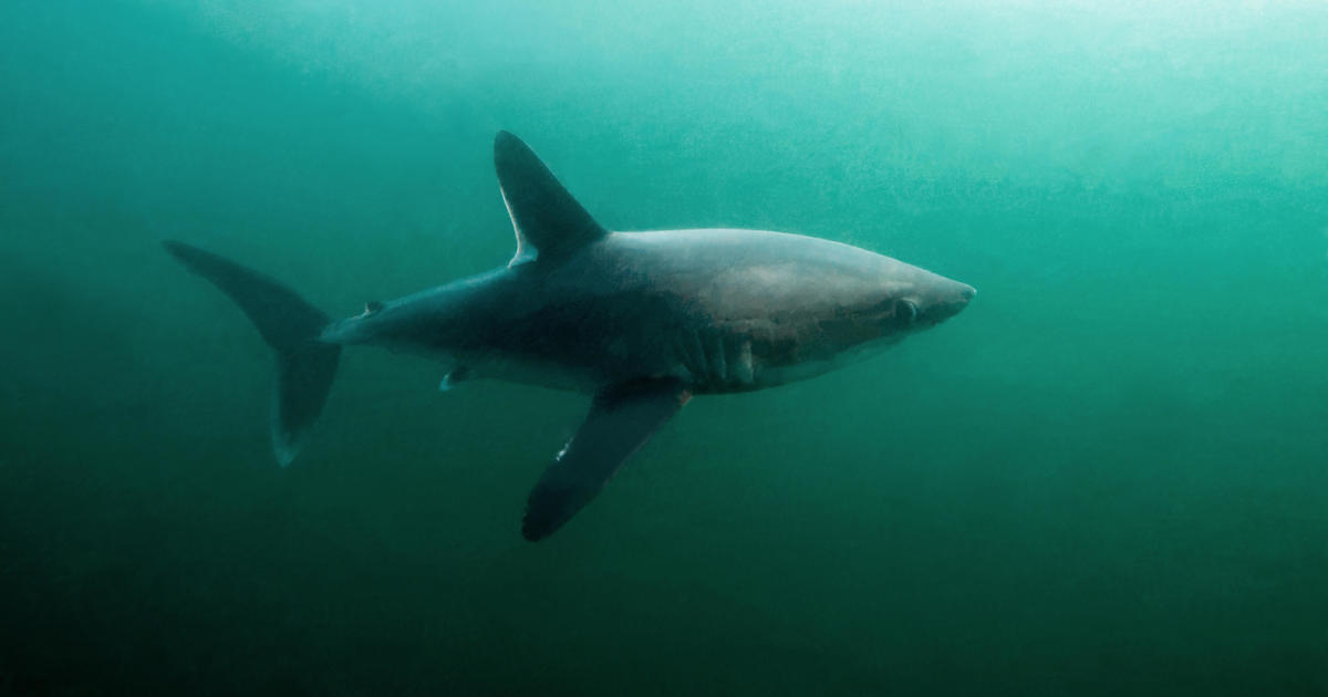 It’s a shark eat shark world. Researchers find evidence that large sharks may be hunting each other.