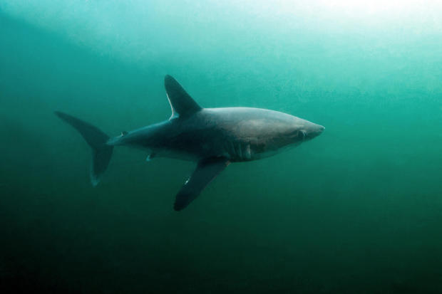 PORTBEAGLE SHARK SWIMMING 