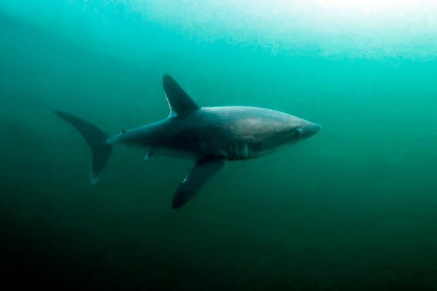 NADAR COM TUBARÃO PORTBEAGLE