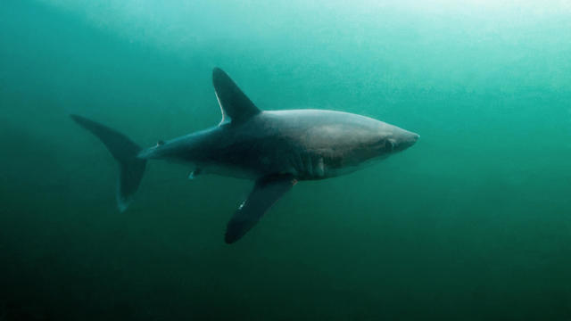 PORTBEAGLE SHARK SWIMMING 