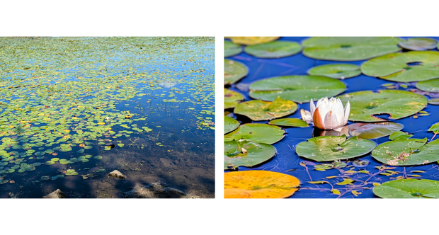 Google Pixel 9 Pro Review