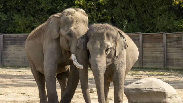 asian-elephant-sabu-and-sunny-7048-amanda-carberry-columbus-zoo-and-aquarium.jpg 