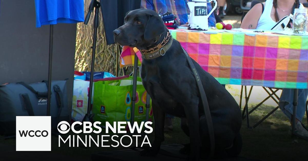 Dog Shows Delight at Local Festivals