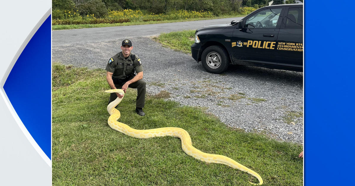 4 meter long tiger python found in New York house