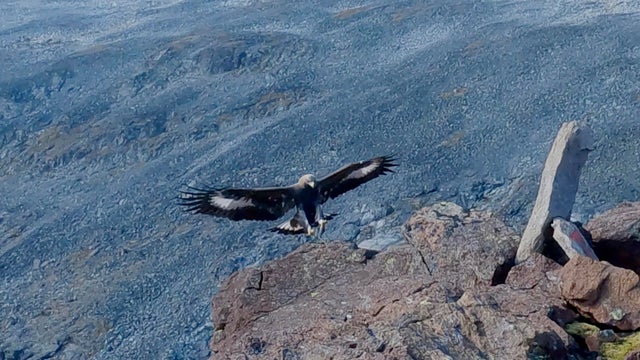 CORRECTION Norway Eagle Attack 