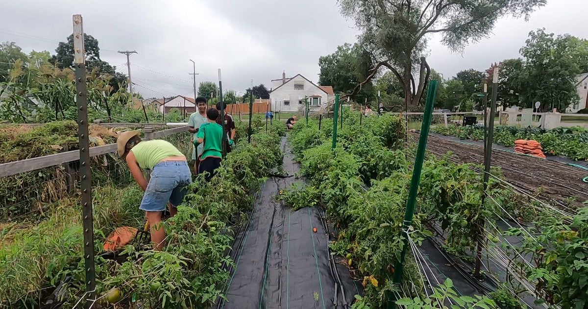 St. Paul’s Urban Roots is helping people grow food and job skills at the same time