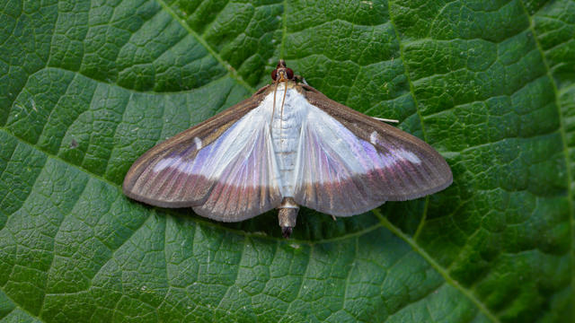 Box tree Moth Cydalima perspectalis. 