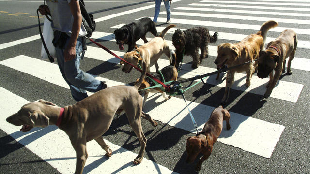 Buenos Aires, dog sitter 