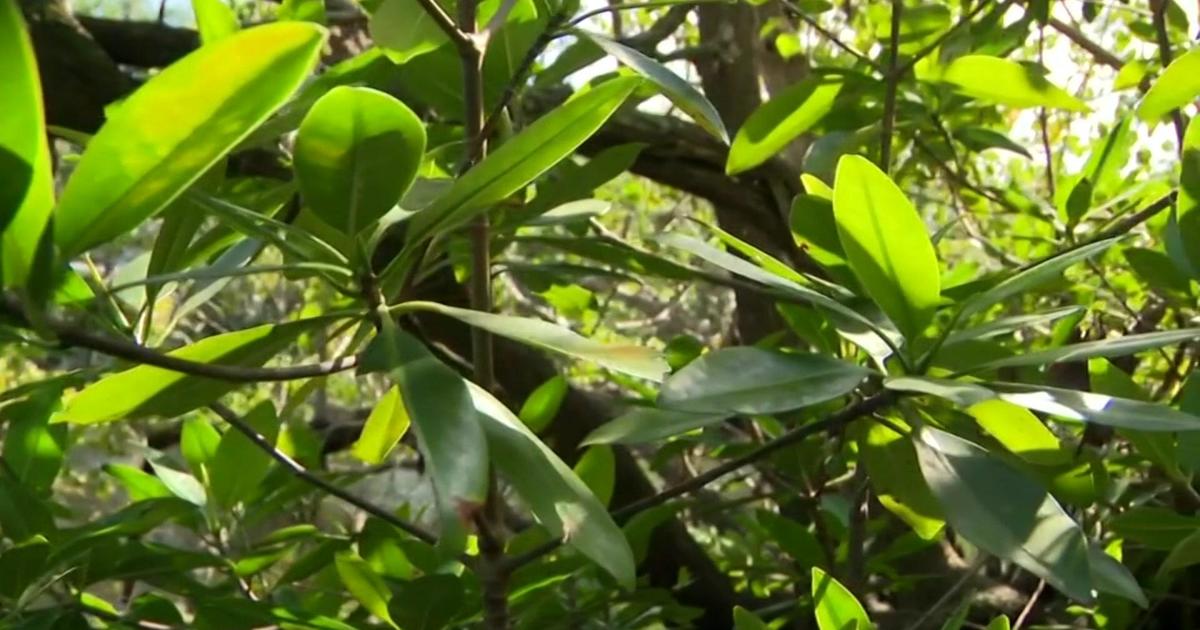 Man hopes to plant 1 million mangroves to combat coastal threats, climate change