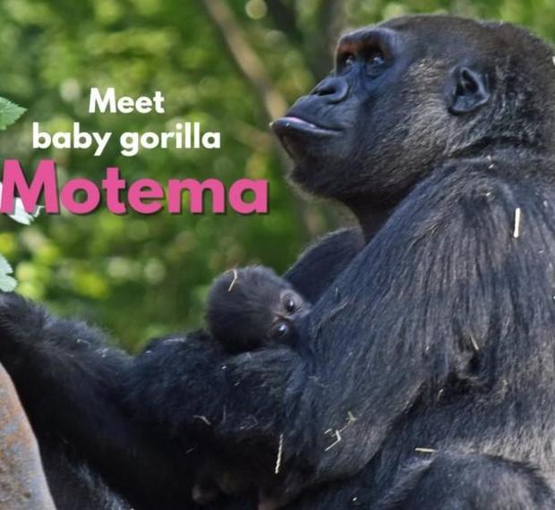 baby-gorilla-detroit-zoo-motema.jpg 