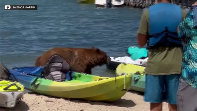 slt-bear-on-beach.png 