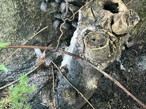 Spotted lanternfly lookout in Michigan 