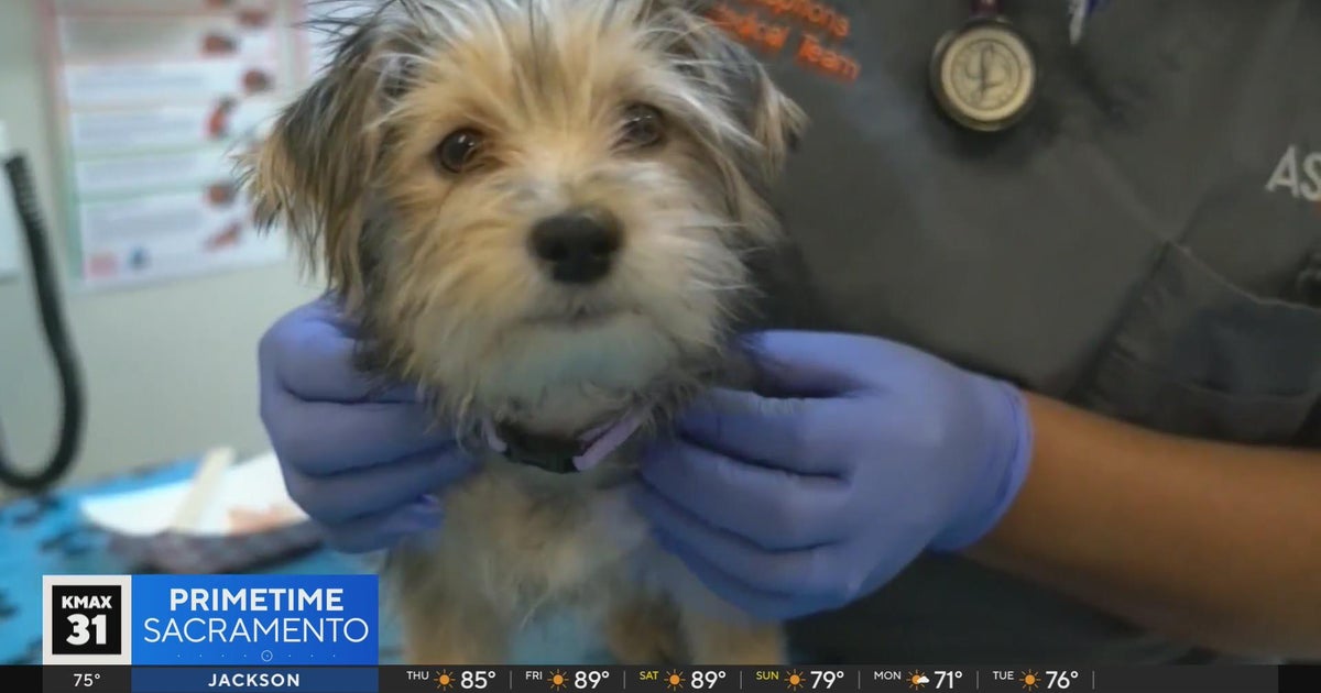 Is pet insurance worth it? | The Answer