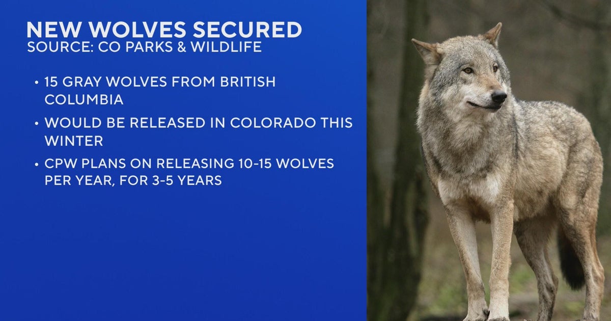 New wolves that will be brought to Colorado will come from Canada - CBS ...