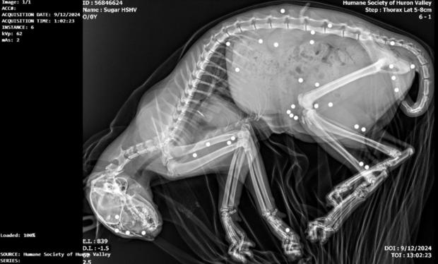 X-ray shows more than 30 BB pellets inside kitten rescued in Ypsilanti 