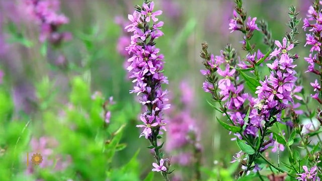 nature-wildflowers-1920.jpg