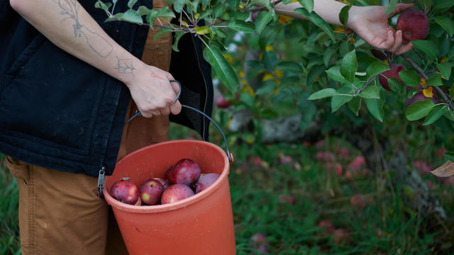 A Cider Apple Harvest And Pressing In New York 