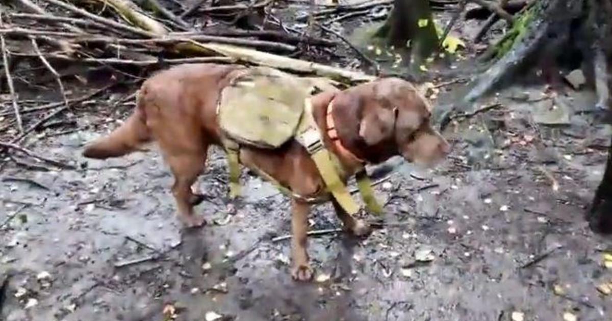 How dogs wearing backpacks are helping to rewild an English woodland