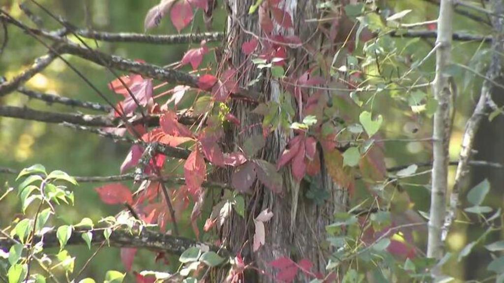 Fall foliage is expected to be excellent in the lower Hudson Valley. Here's a timeline for the best colors.