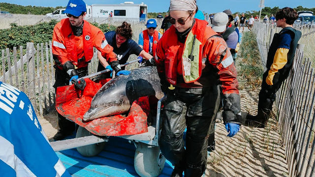 2024-09-16-ifaw-bottlenose-dolphin-stranding-3.jpg 