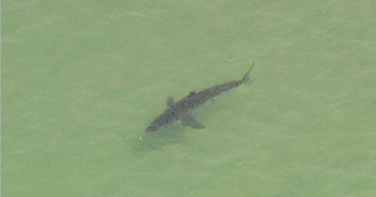 Great White Shark Sighting Closes Crane Beach