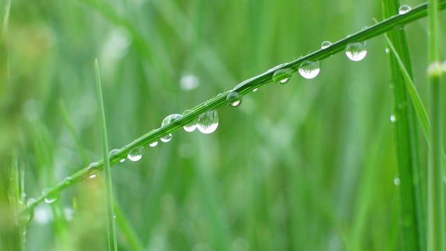 Grass after a spring rain 